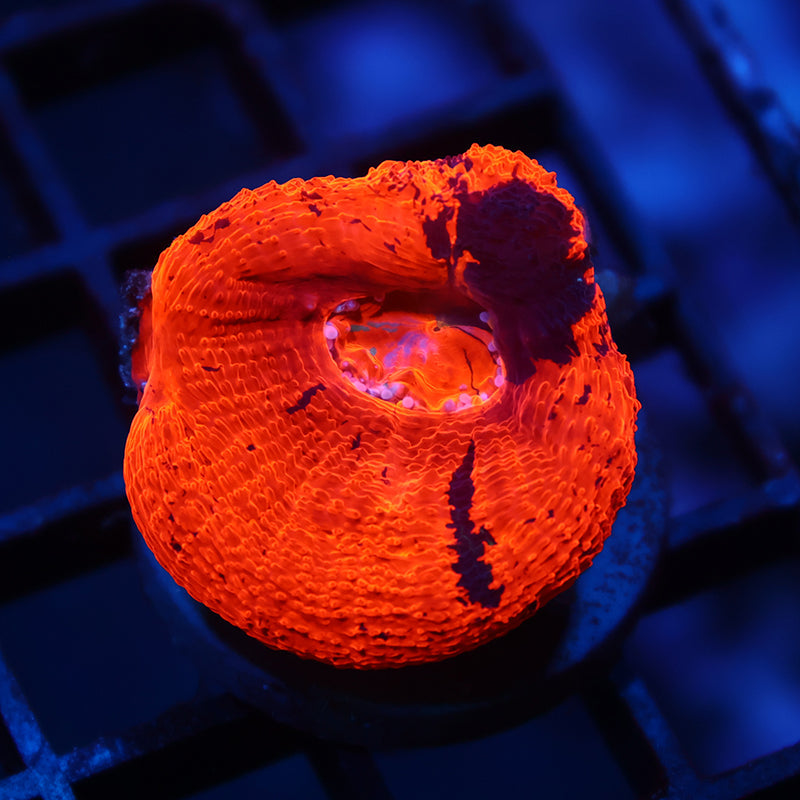 Crazy TCK Warpaint Bowerbanki