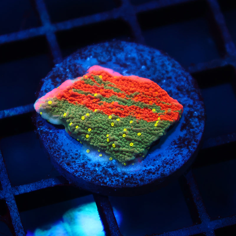 WWC Grafted Sunfire Cap