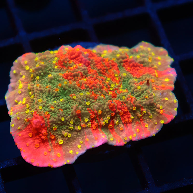 WWC Grafted Sunfire Cap