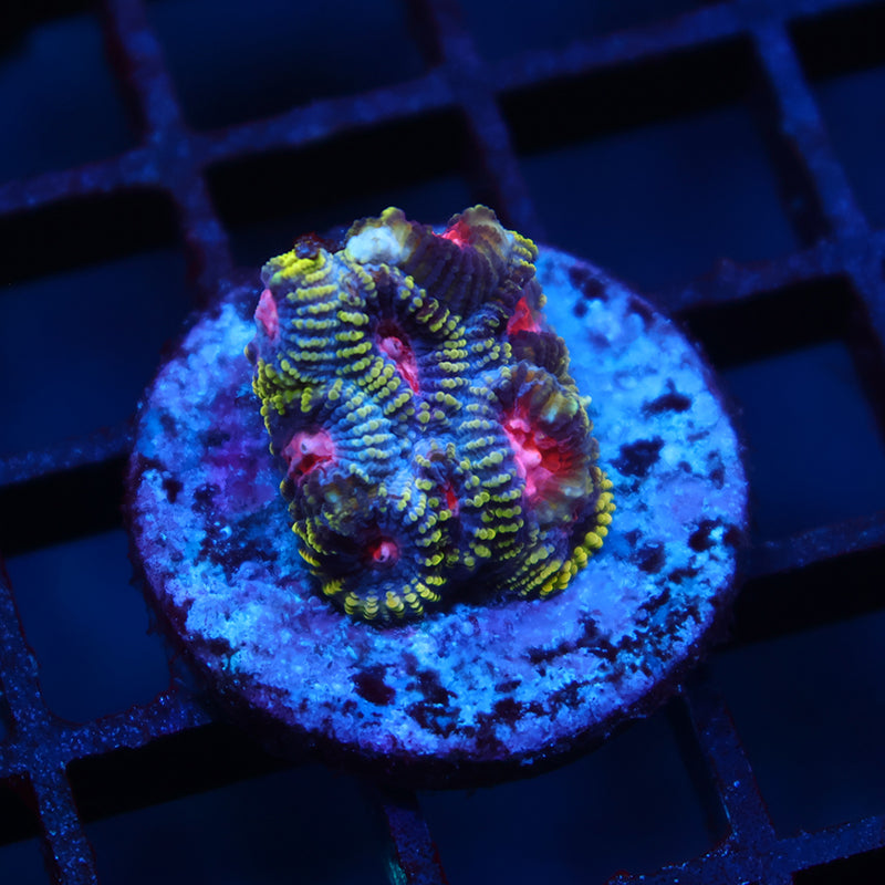 TCK Space Favia