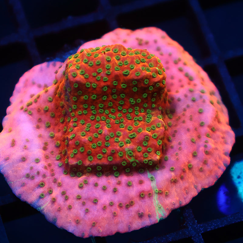 TCK Grafted WWC Cherry Tree Monti