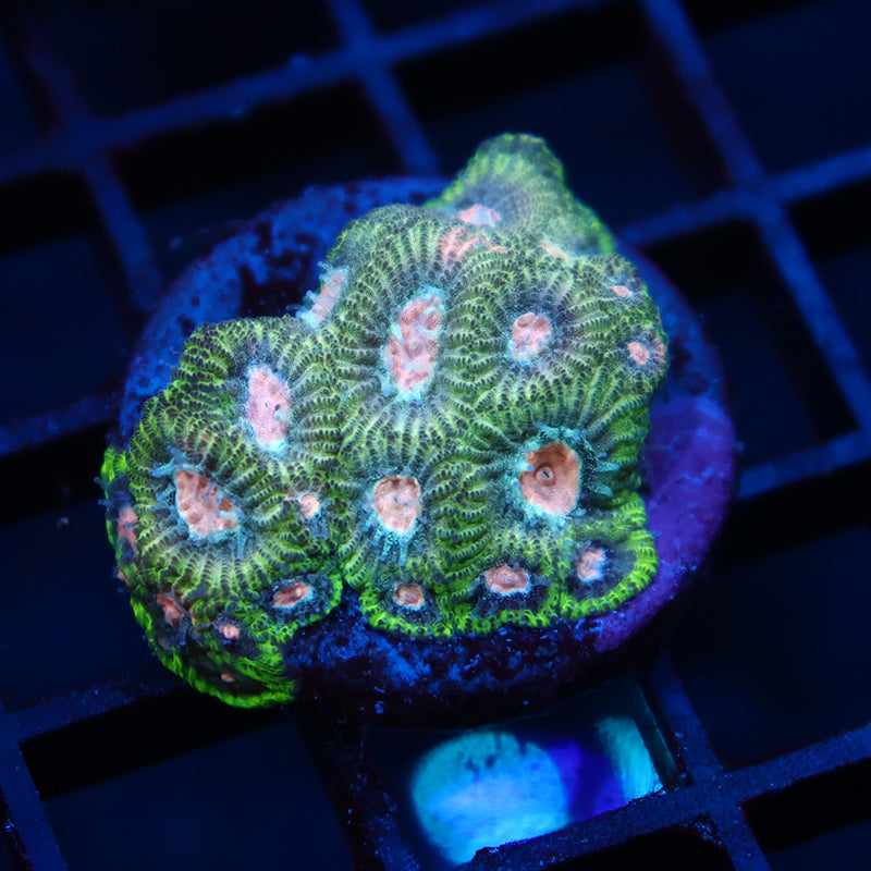 TCK Green Sparkle Favia