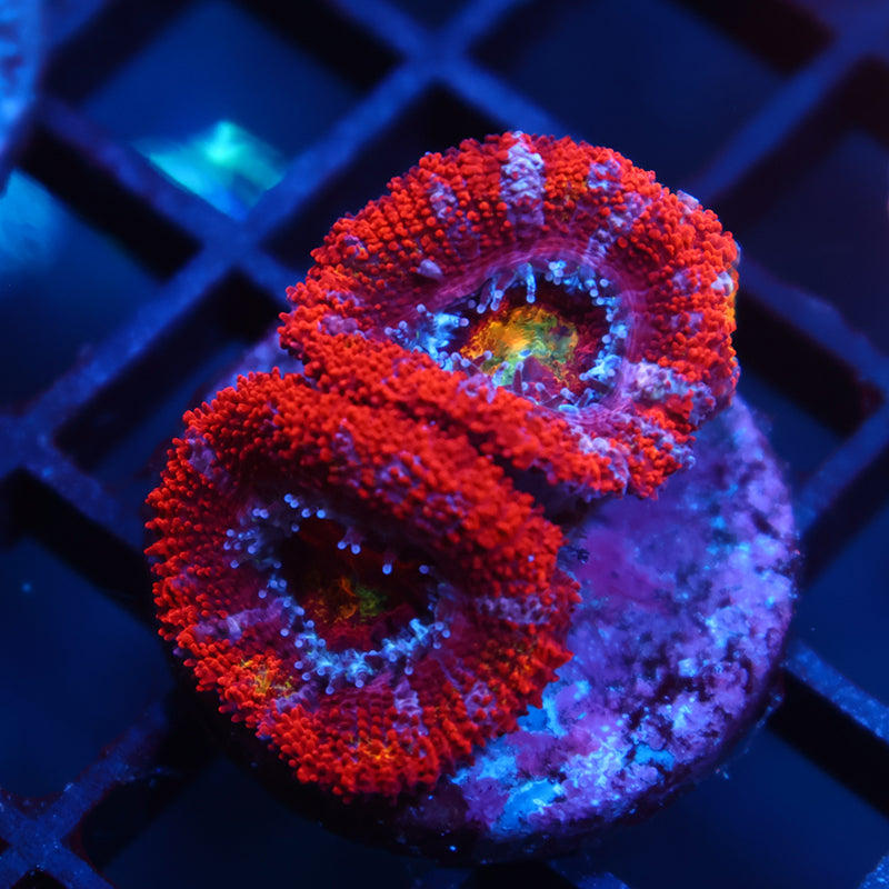 Crazy TCK Rainbow Acan Lord