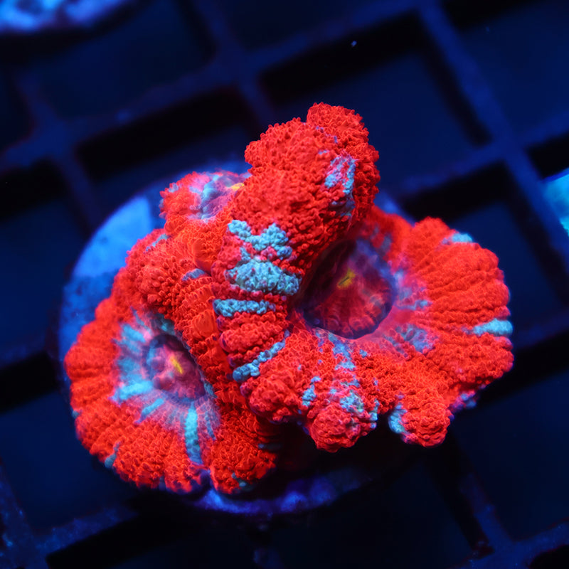 Big Polyp TCK Asia Acan