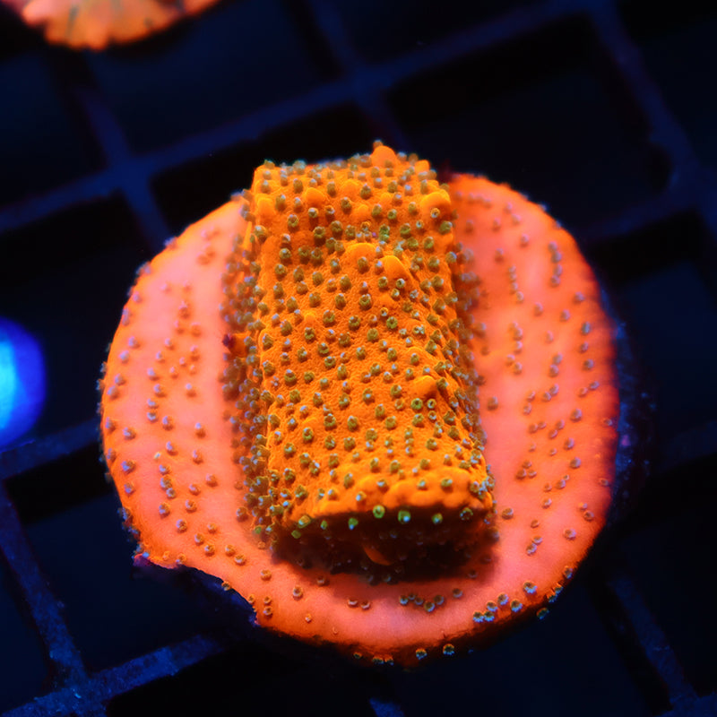 JF Frankenberry Monti