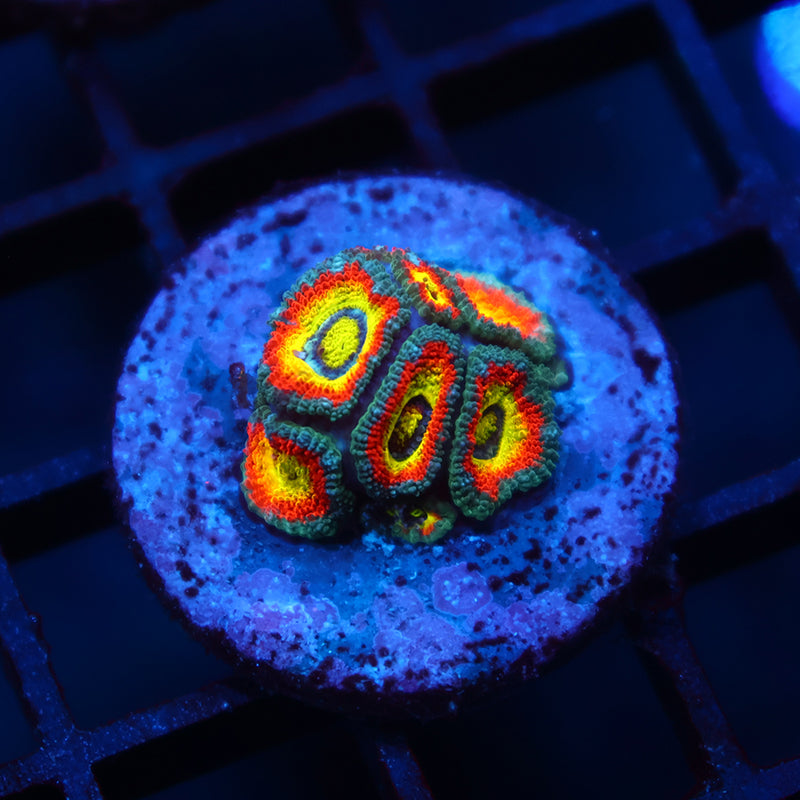 TCK HG Micromussa