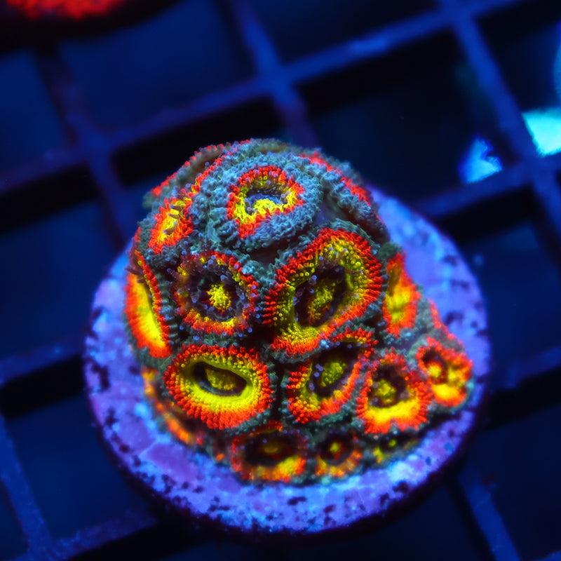 TCK HG Micromussa Mini Colony