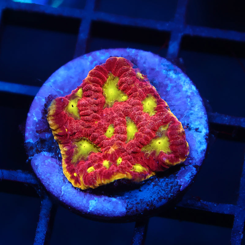 WWC Blood Diamond Favia
