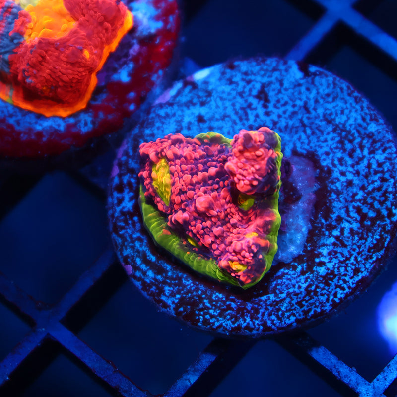 OG Tyree Pink Watermelon Chalice