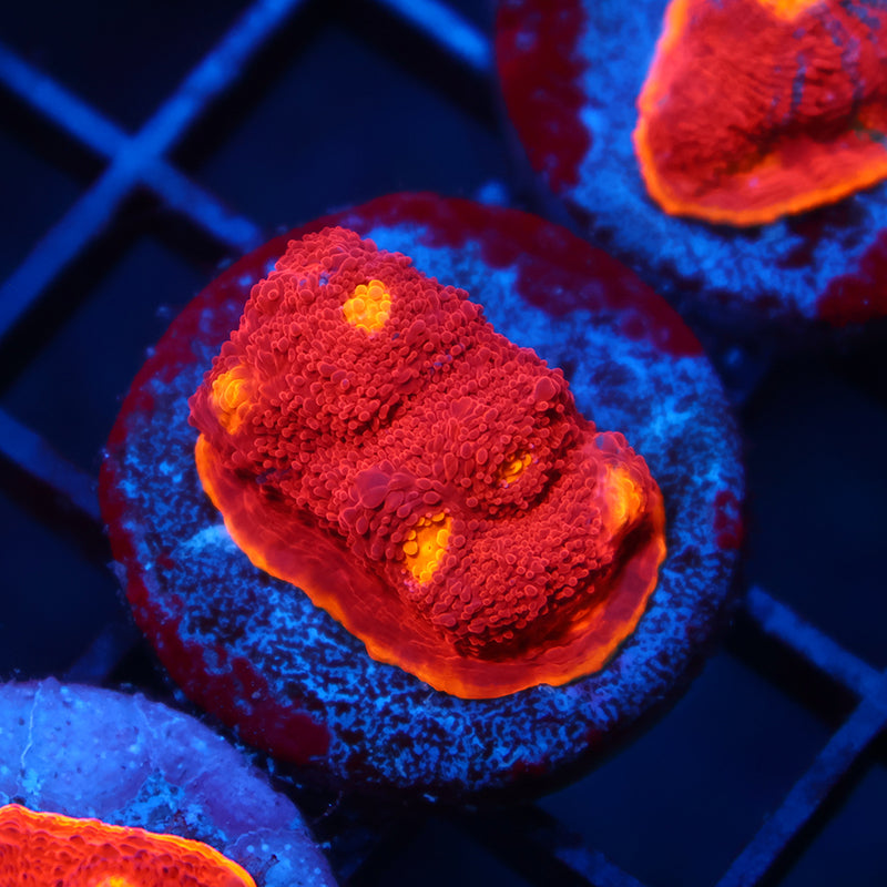 TCK Flamethrower Chalice