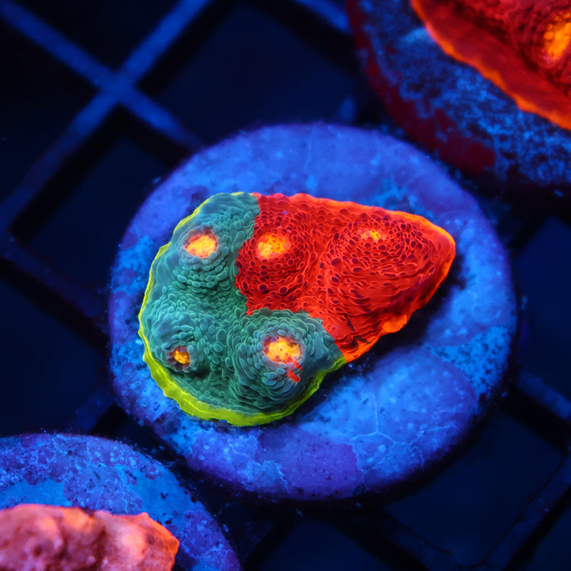 TCK Crazy Rainbow Collider Chalice