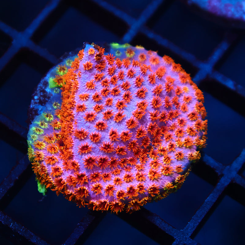 Skittles Bomb Cyphastrea