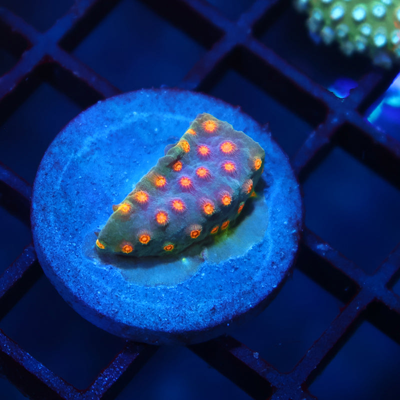 TCK Rainbow Comet Cyphastrea