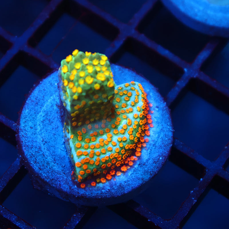 TCK Rainbow Roads Monti