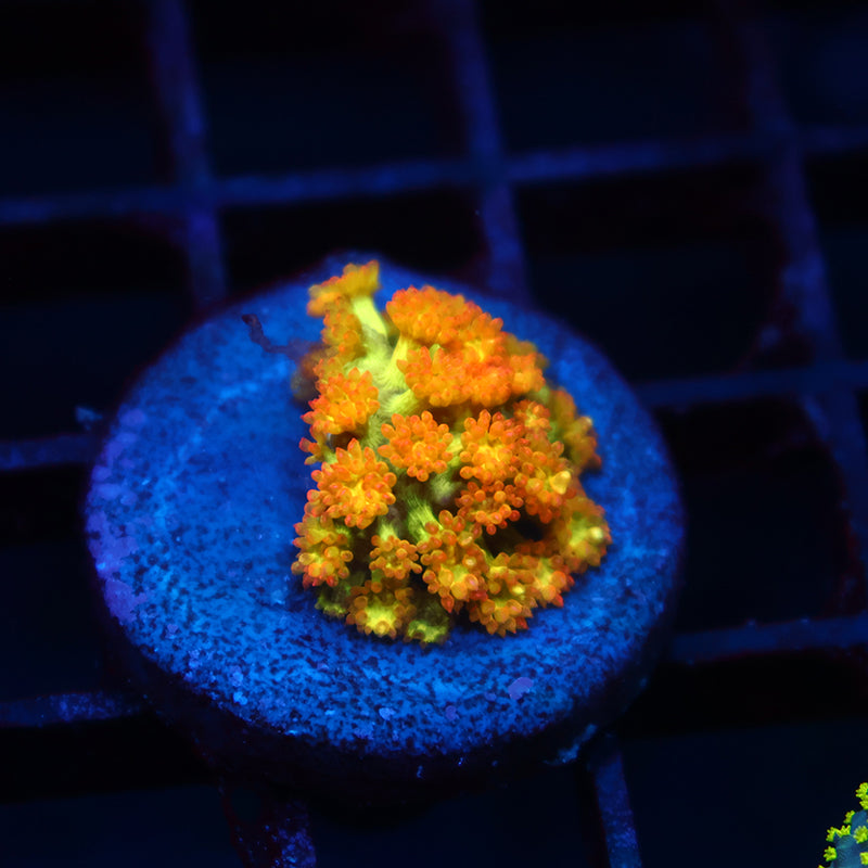 TCK Combustion Bernardpora Goni