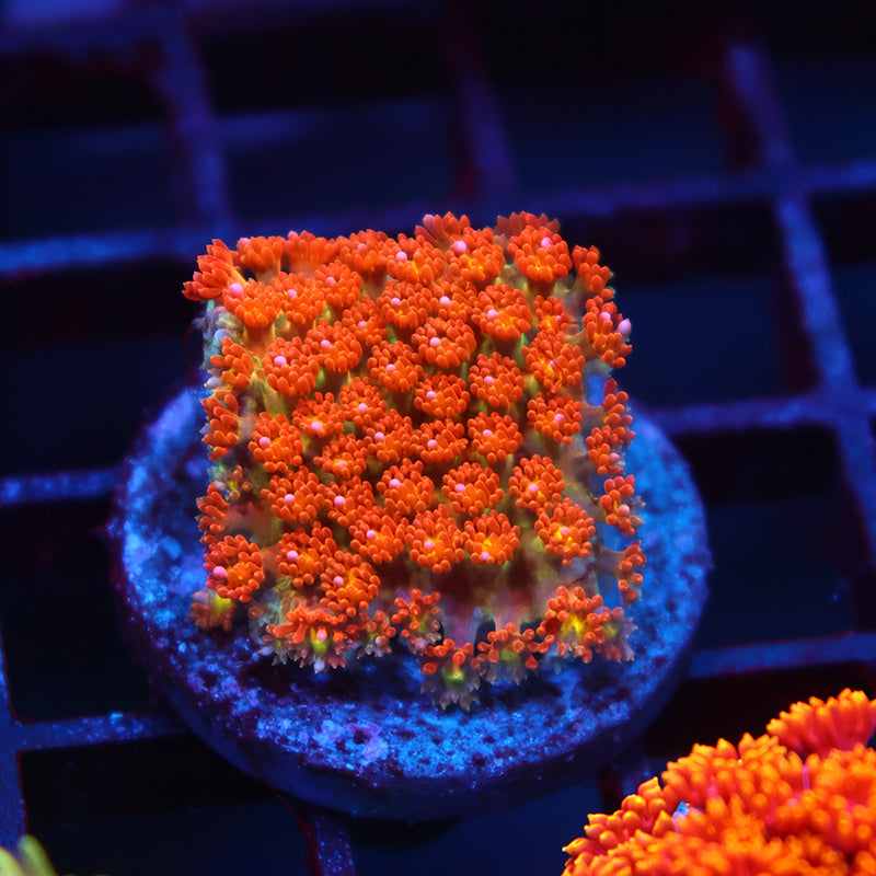 TCK Oddball Bernardpora Goni