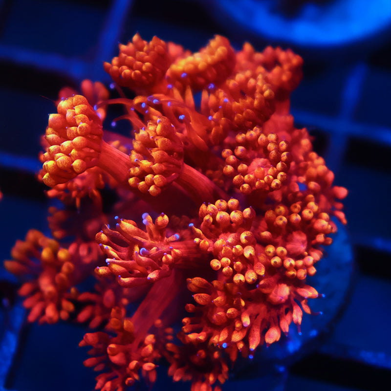 TCK Insane Flame Tips Goni