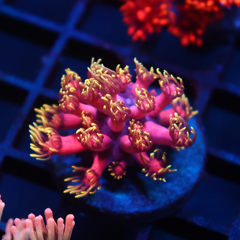 TCK Laffy Taffy Goni