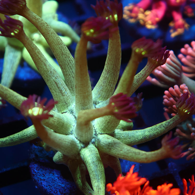 UC Space Glitter Goni