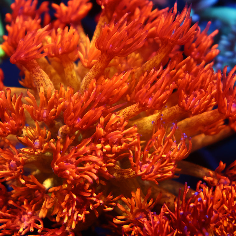 UC Amazeballs Mini Colony