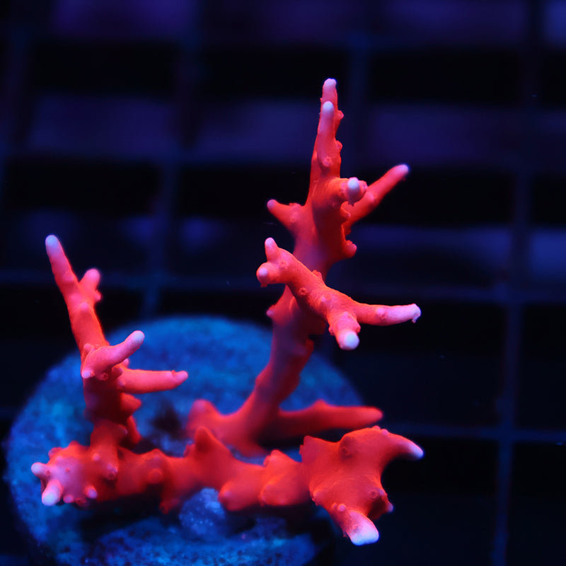 Lg JF TNT Anacropora