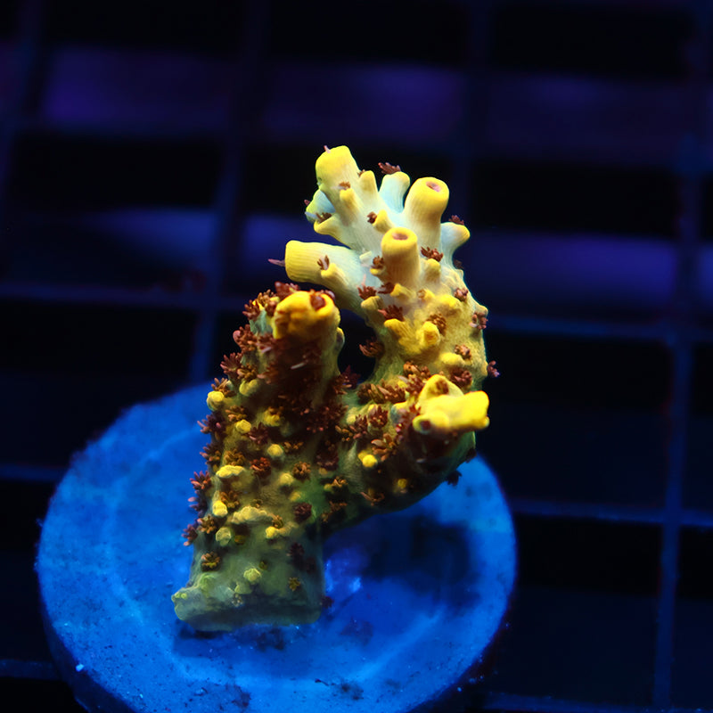 Lg TCK Pikachu