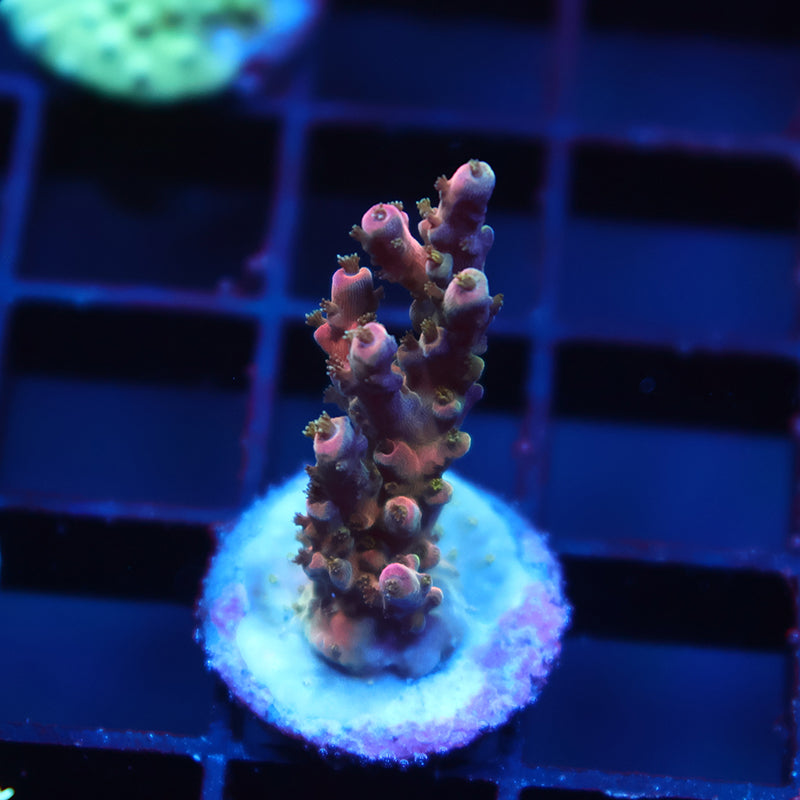Neat Acro