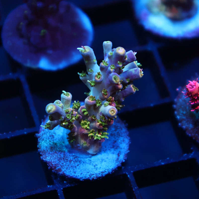 TCK Grafted Kaleidoscope