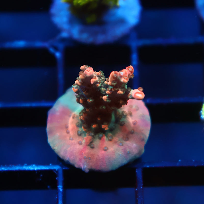 TCK Rainbow Fusion Stag