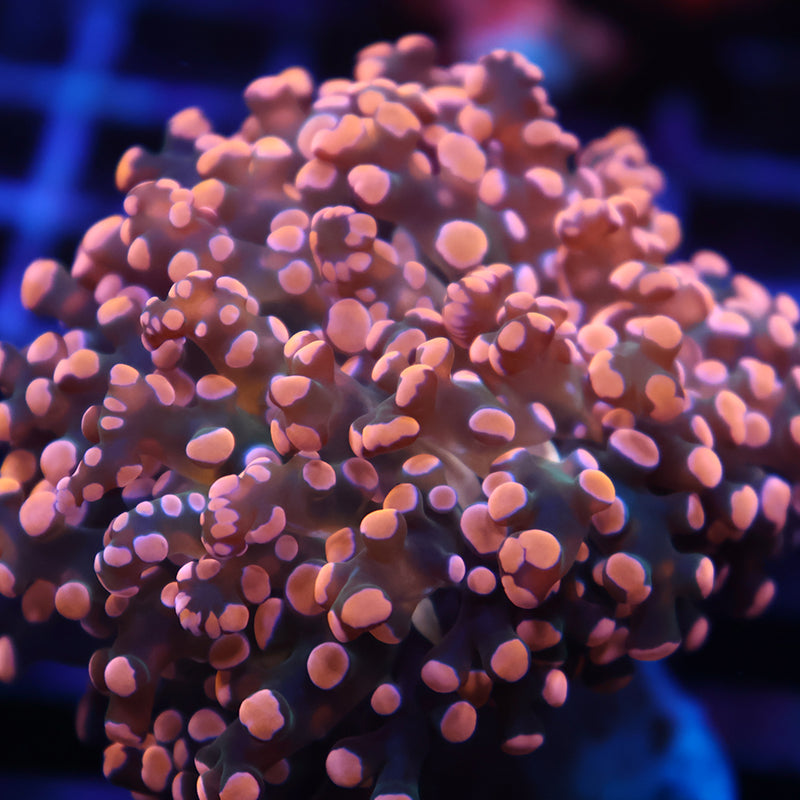 TCK Branching Gold Frogspawn