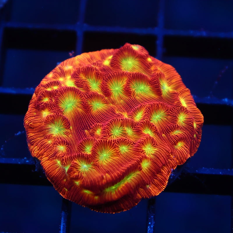 JF Jack-O-Lantern Lepto