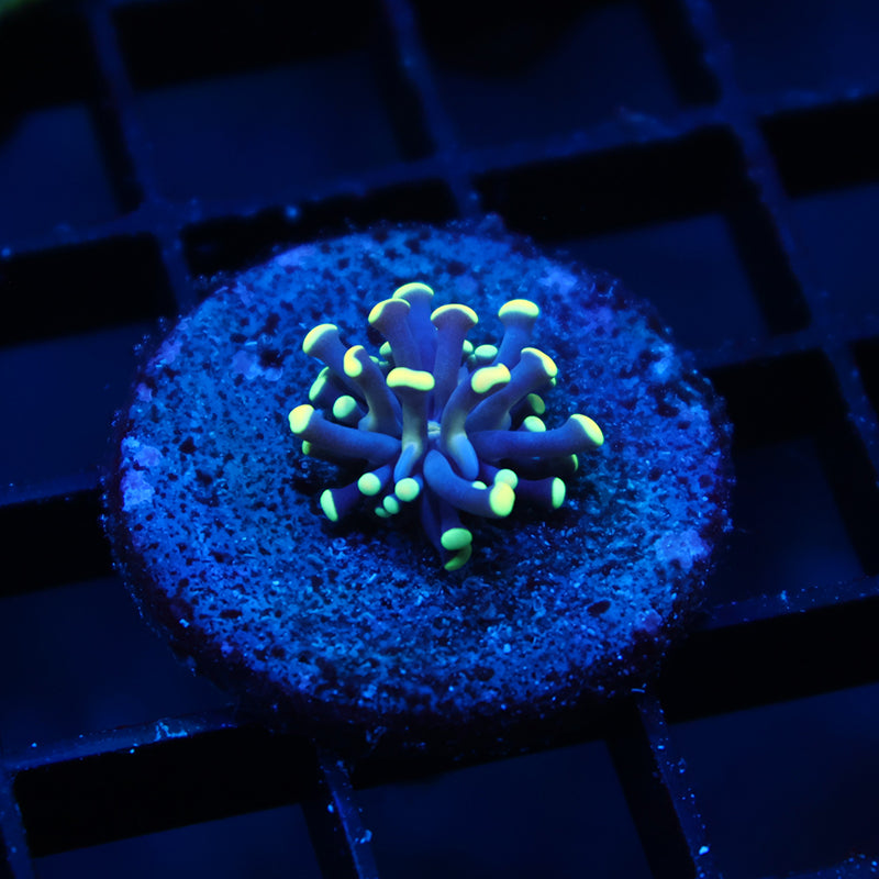 TCK Tank Spawned Light Bulb Torch