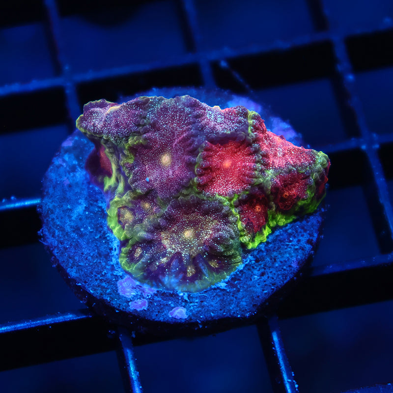 TCK Bejeweled Favia