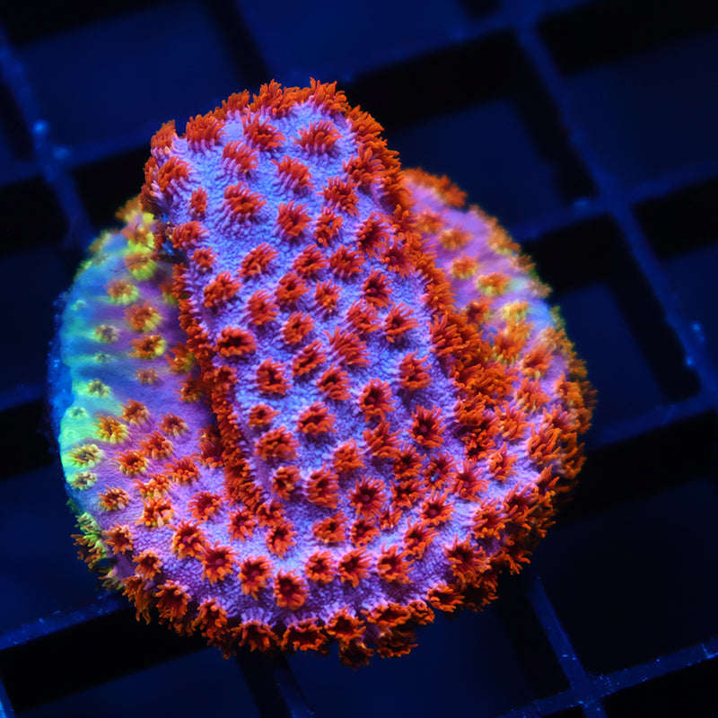 Skittles Bomb Cyphastrea