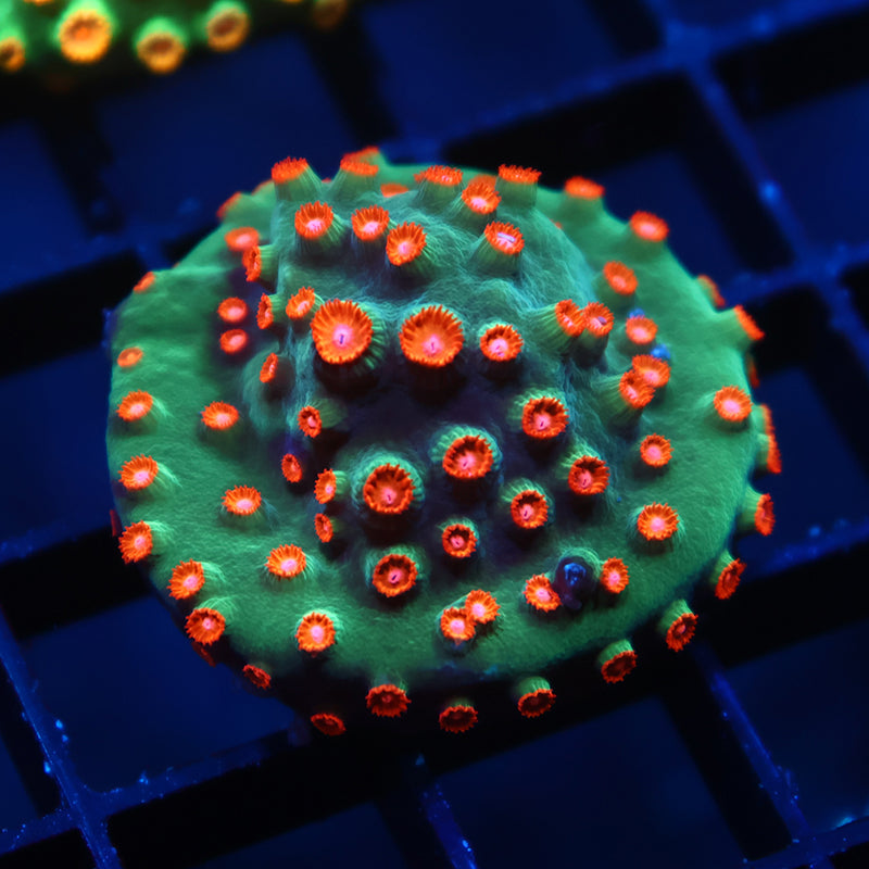 WWC Jingle Bells Cyphastrea