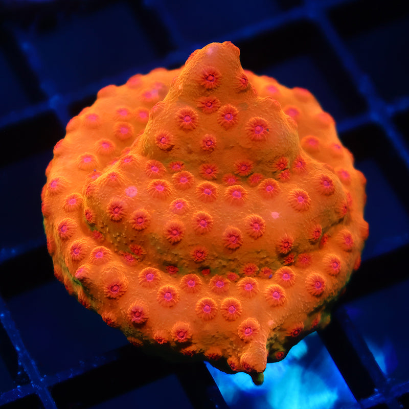 WWC Defcon Cyphastrea