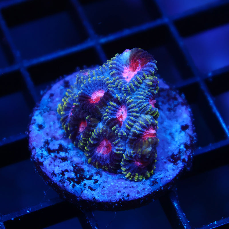 TCK Space Favia