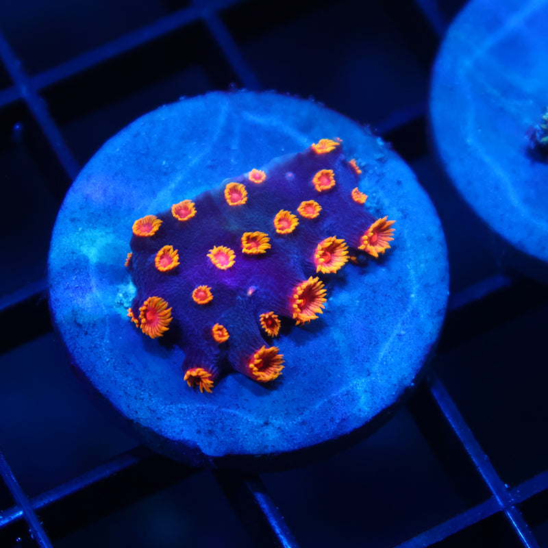 WWC Bizarro Cyphastrea