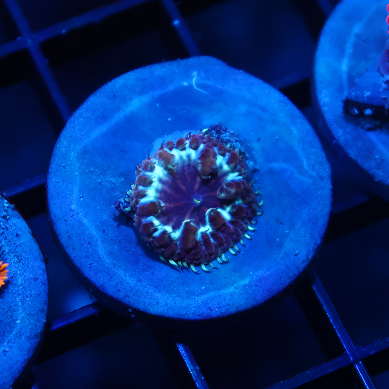 TCK Purple Blasto