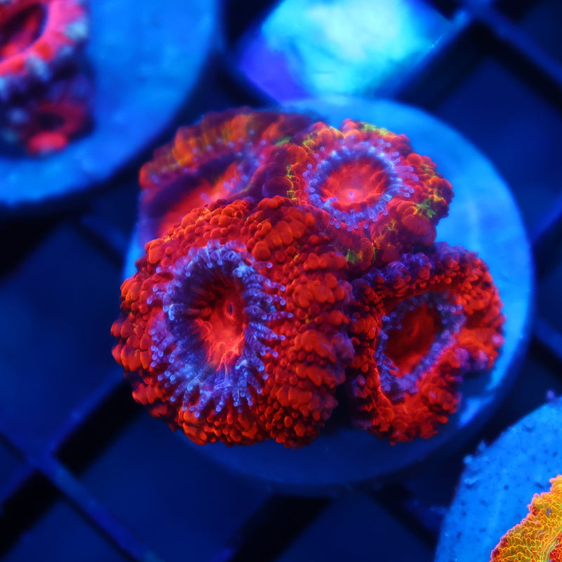 TCK Fluffy Acan