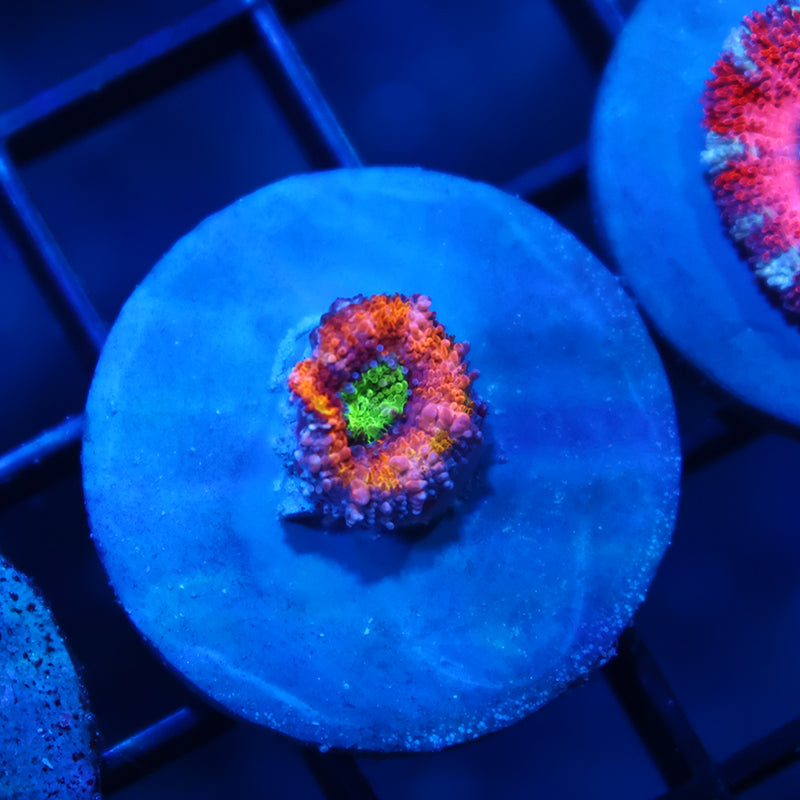 TCK Lemon Lime Acan