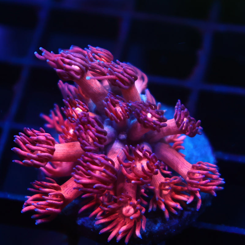 TCK Bicolor Goni