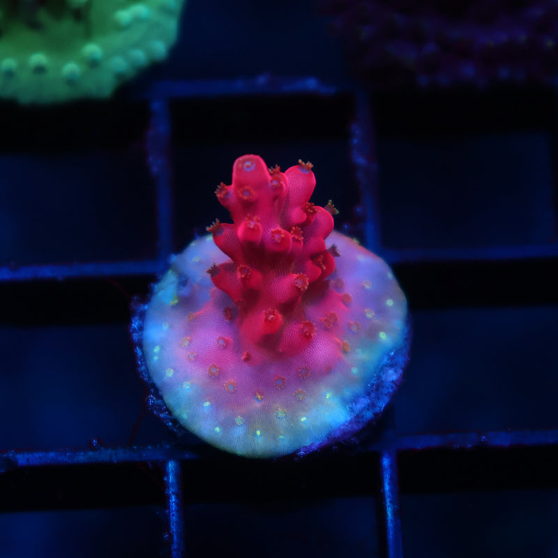 TCK Fire Blossom