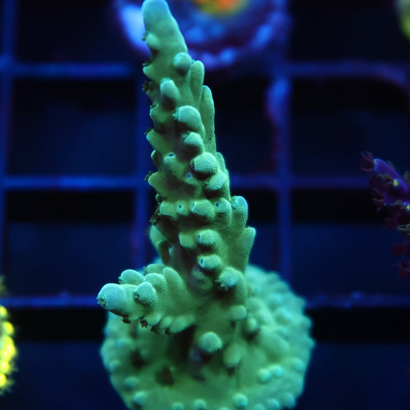 TCK Yellow Tips Austera