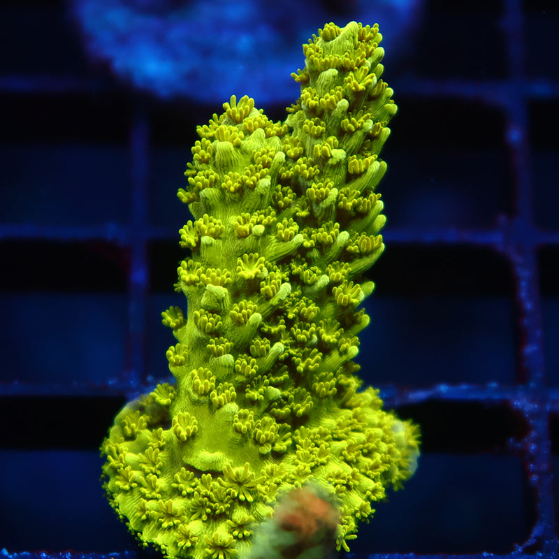 Green Slimer