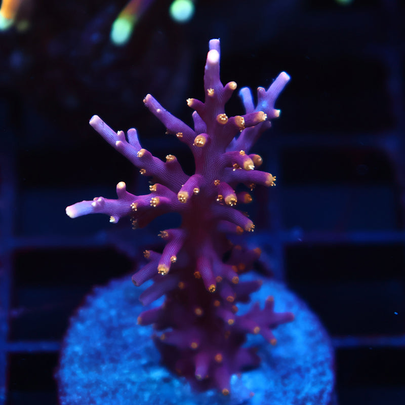 WWC Red Ferrari