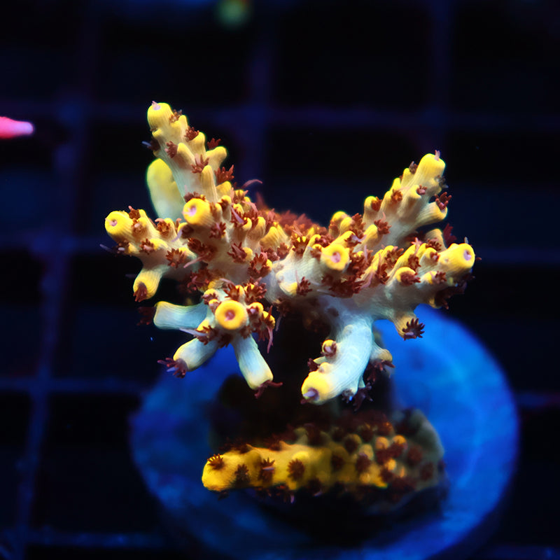 TCK Pikachu Mini Colony