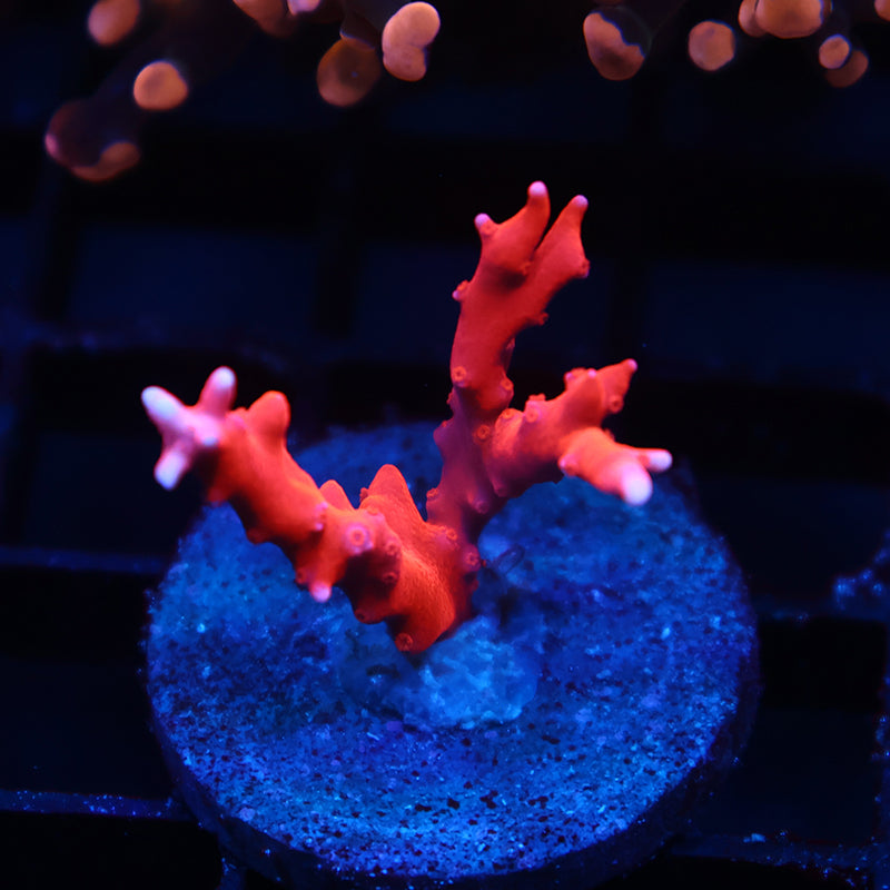 JF TNT Anacropora
