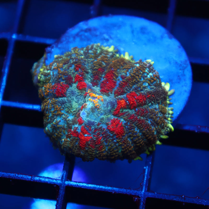 TCK Rainbow Rhodactis