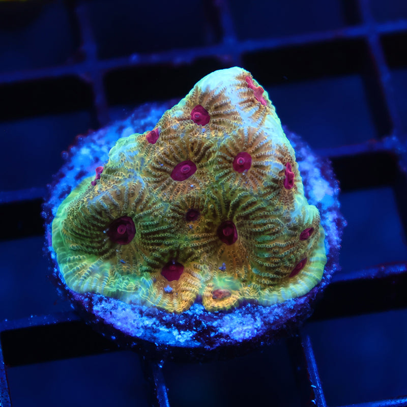 TCK Fascination Favia